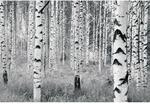 Komar Fototapete Vlies Woods 400 x 270 cm