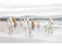 Komar Fototapete White Horses 368 cm x 254 cm FSC®