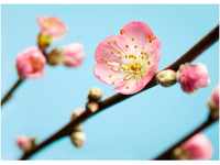 Komar Fototapete Vlies Peach Blossom 350 x 250 cm