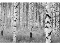 Komar Vliesfototapete Woods 368 cm x 248 cm FSC®