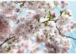 Sanders & Sanders Fototapete Blumen Hellrosa und Blau 368 x 254 cm 612233