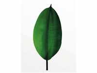 Komar Wandbild Ficus Leaf 40 x 50 cm