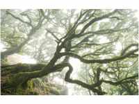 Komar Fototapete Vlies The Forgotten Forest 400 x 250 cm