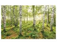Komar Fototapete Vlies Birch Trees 400 x 250 cm