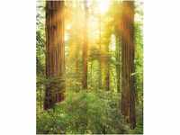 Komar Fototapete Vlies Redwood 200 x 250 cm
