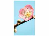 Komar Fototapete Vlies Peach Blossom 150 x 250 cm