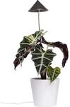 Parus by Venso LED-Pflanzenlampe Sunlite 7 W Anthrazit