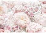 Komar Fototapete Spring Roses 368 x 254 cm