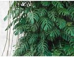 Bricoflor Tapete Monstera Mit Betonoptik Moderne Vliestapete Mit Palmenbl&auml;ttern