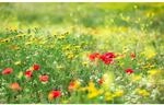 Sanders & Sanders Fototapete Blumen Gr&uuml;n 450 x 280 cm 612676