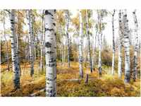 Vlies Fototapete Colorful Aspenwoods 450x280 cm