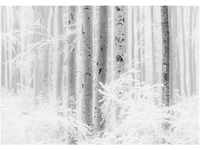 Komar Fototapete Vlies Winter Wood 400 x 280 cm