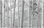 Vlies Fototapete Espenwald 450x280 cm