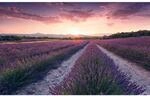 Sanders & Sanders Fototapete Lavendellandschaft Pastellviolett 450 x 280 cm 612638