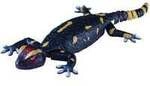 Robo Friends Salamander, RC