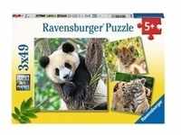 Kinderpuzzle Panda, Tiger und Löwe - 3x 49 Teile