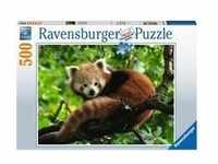 Puzzle Süßer roter Panda - 500 Teile