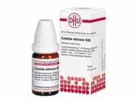Candida Albicans D30 Dilution