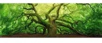 Bild OLD OAK (BH 118x40 cm) - bunt - BH 118x40 cm