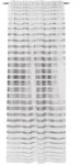 Fertigvorhang PIERO anthr. (BH 140x245 cm) - grau - BH 140x245 cm