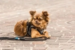Curli Stretch Comfort Leash, Hund, Standardleine, Gr&uuml;n, Kabel/Schnur, lime,