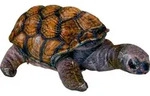 Coppenrath Verlag GmbH & Co.KG Schildkr&ouml;te - Nature Zoom Wild