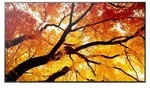 MODEL PN-502, 50" M-Series Large Format Display, UHD, 550cd/m2, D-LED