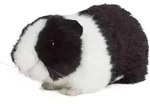 Living Nature Meerschweinchen schwarz 18cm ohne Sound Pl&uuml;schtier Kuscheltier