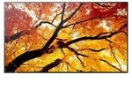 Sharp MultiSync M652, Digital Signage Flachbildschirm, 139,7 cm (55"), LCD,...
