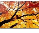 Sharp MultiSync M862, Digital Signage Flachbildschirm, 2,18 m (86"), LCD, 3840...