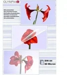 Olympia 1x100 DIN A4 80 micron, Transparent, DIN A4, 100 St&uuml;ck(e) - Transparent
