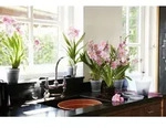 elho green basics Orchidee 13cm - transparent - Transparent