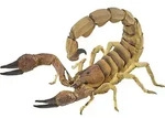Papo Skorpion, 3 Jahr(e), Wild animal kingdom, Mehrfarbig, PVC