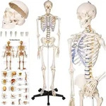 tectake&reg; Skelett lebensgro&szlig; und detailgetreu inklusive Anatomieposter
