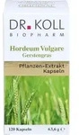 Gerstengras - Hordeum Vulgare, 120 St KAP