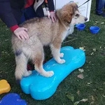 FitPAWS Gleichgewichtstrainer f&uuml;r Haustiere Giant K9FITbone PVC Aqua - Gr&uuml;n