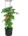 Prosperplast TOMATO GROWER Tomatenpflanzer 29,5 cm anthrazit - Grau