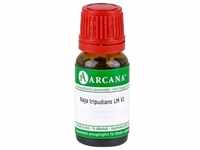 NAJA TRIPUDIANS LM 6 Dilution 10 ml