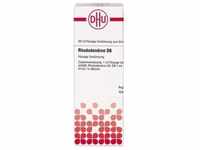 RHODODENDRON D 6 Dilution 20 ml