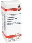 COLLINSONIA CANADENSIS D 6 Globuli 10 g
