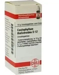 CAULOPHYLLUM THALICTROIDES D 12 Globuli 10 g