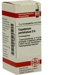 EUPATORIUM PERFOLIATUM D 6 Globuli 10 g