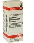 EUPATORIUM PERFOLIATUM D 30 Globuli 10 g