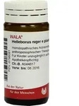 HELLEBORUS NIGER e planta tota D 12 Globuli 20 g