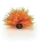 biOrb Seelilie feuer (46085)