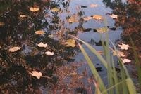 Ubbink PondNet Laubschutznetz 5 x 6 m gr&uuml;n