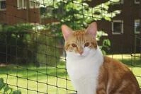 NOBBY Katzenschutznetz Katzenschutznetz schwarz S 2 x 3 m