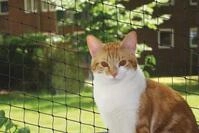 NOBBY Katzenschutznetz Katzenschutznetz schwarz L-XL 8 x 3 m