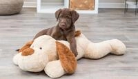 TRIXIE Ankuschelhund Benny, Pl&uuml;sch, 75 cm, beige/braun