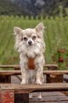 curli Apple Leather braun Hundegeschirr Gr&ouml;&szlig;e: S